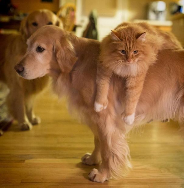 Cute Pictures Of Cats And Dogs Together