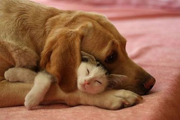 Cute Pictures Of Cats And Dogs Together
