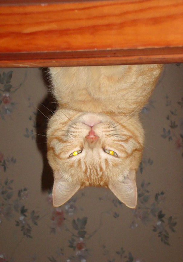 Filou: The Exorcist Cat !