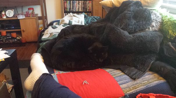 Can You Find Lilith The Black Cat?