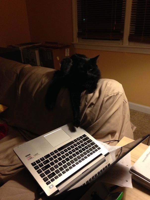 I Can Haz First Author On Ur Article?
