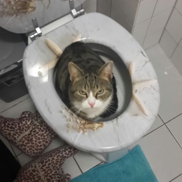 Nightmare In The Toilet