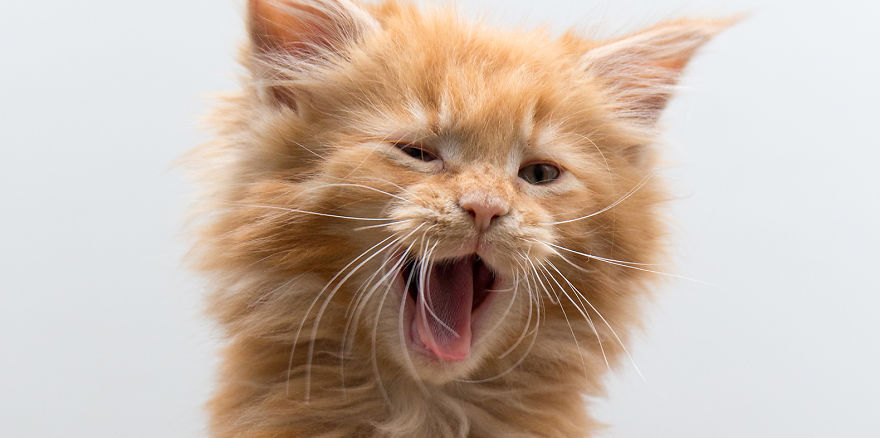 Maine Coon Kittens 9 Weeks Old....