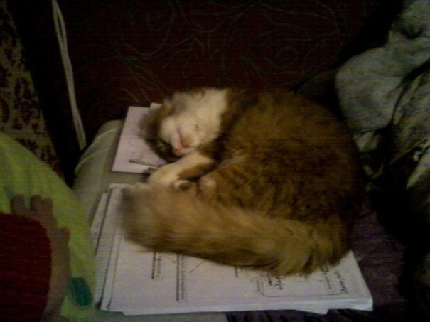 You Can't Study Becouse I'm Sleeping #muris