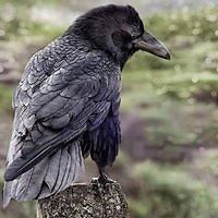 laurence_bernier_923 avatar