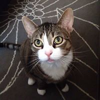 lisa_gillespie_754 avatar