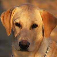 anuttyquilter avatar