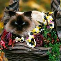 dorothy_packer_7 avatar