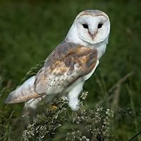 helen_tidy_545 avatar