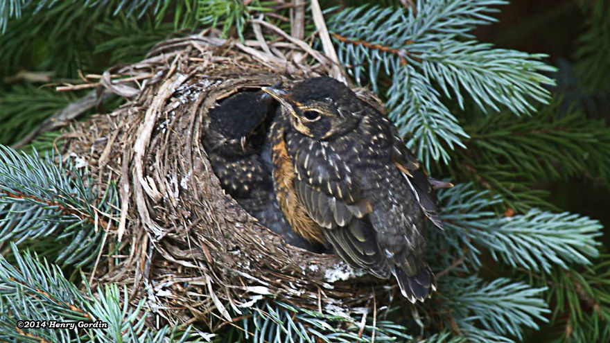 The American Robin Story