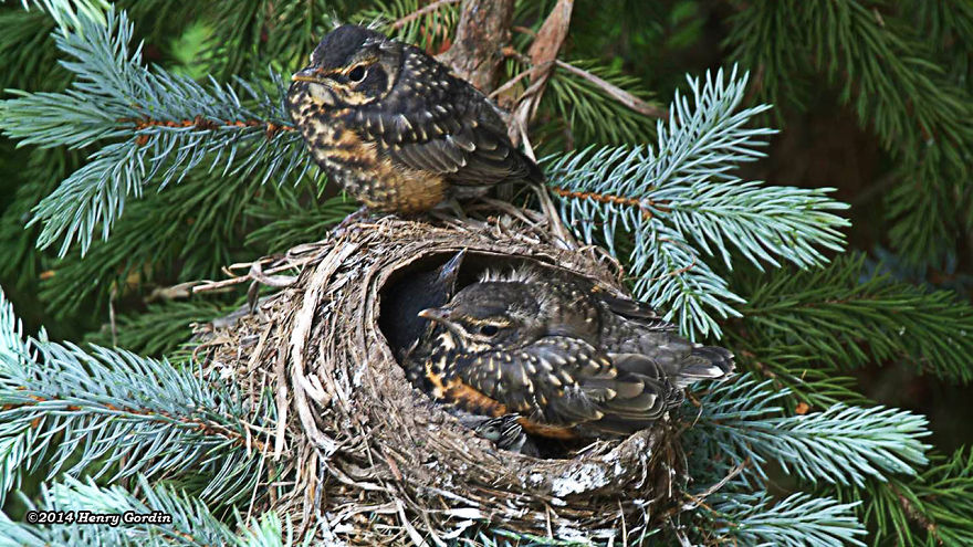 The American Robin Story