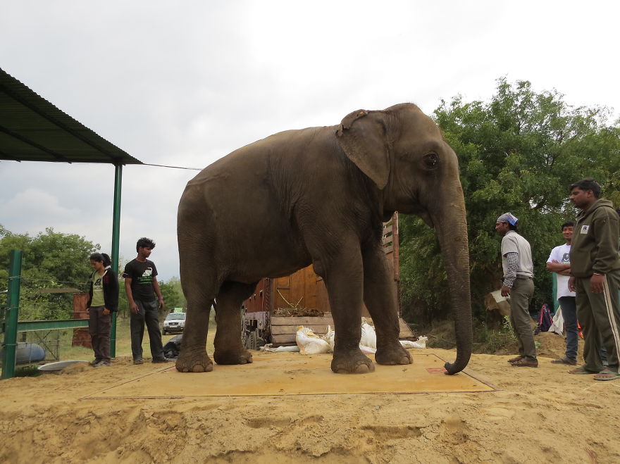 60 Year Old Blind Elephant Beaten By Her Owners Finally Gets Rescued