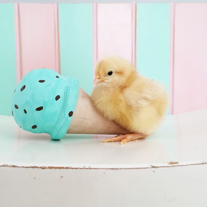 Little Chickens Joined Our Farm And I Couldn't Resist Making An Easter Photoshoot