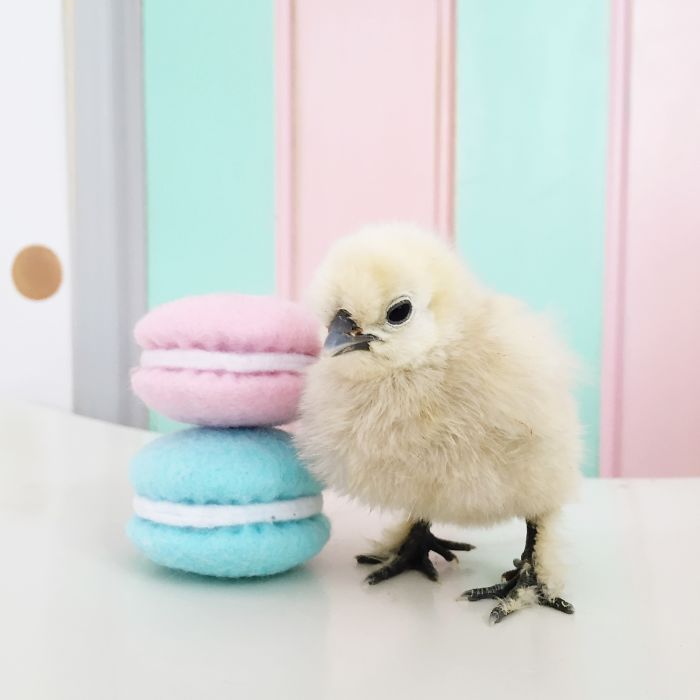 Little Chickens Joined Our Farm And I Couldn't Resist Making An Easter Photoshoot