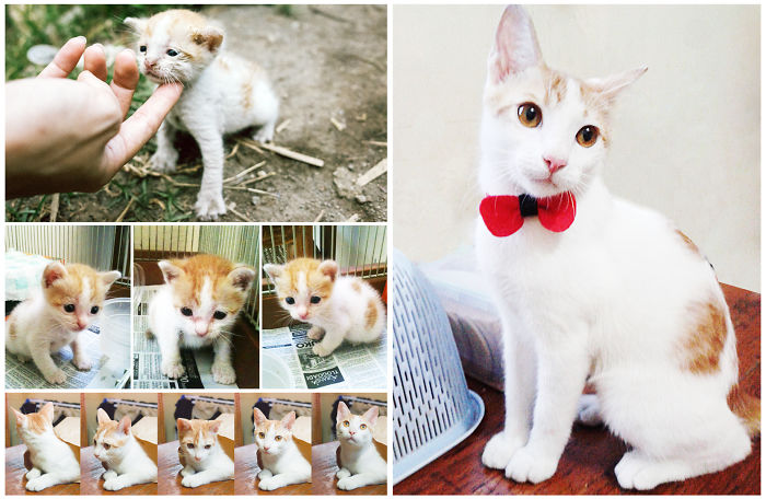 Chiko Was Found Abandoned. 8 Weeks Later, 6 Months Later