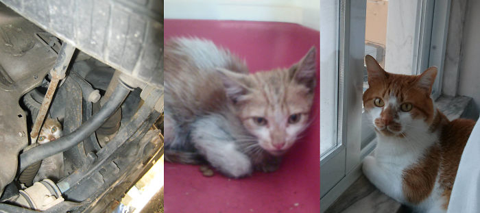Chip, Found On A Tree, Jumped And Hid Under The Hood Of A Car W/ 7 Weeks. A Few Years Later...