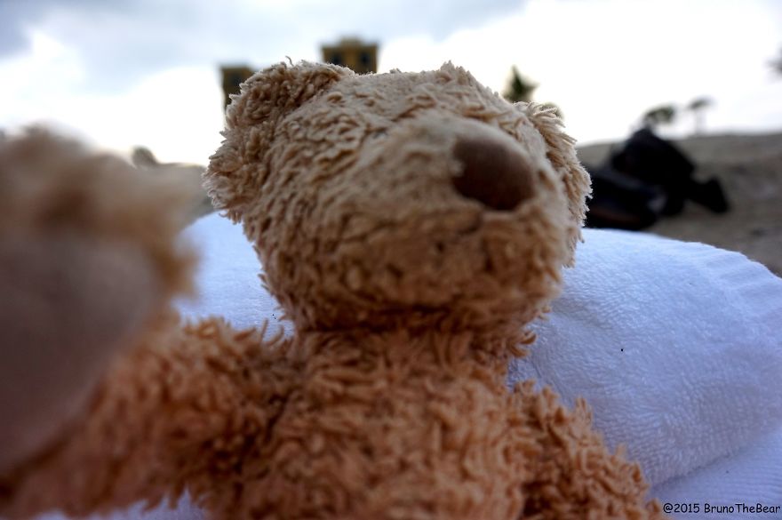 Everything Is Pawsibble: Pictures Of Bruno The Bear Travelling The World