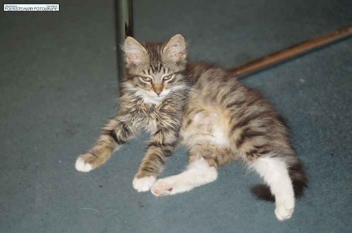 This Is Mutzi, When She Was Found, About 8 Weeks Old