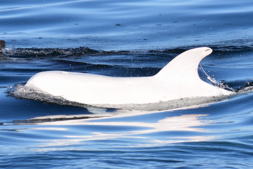 Albino Risso's Dolphin Calf 