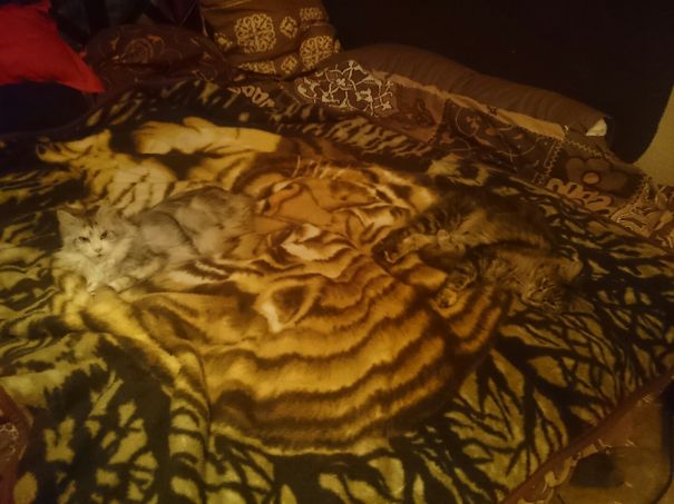 How Many Cats Are On This Blanket?