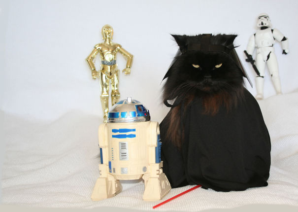 May The Feline Be With You!