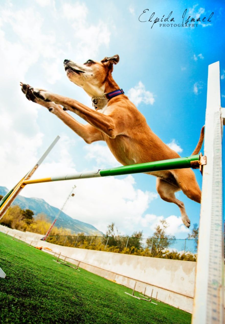 Dog Agility On Stunning Photos By Greek Photographer Elpida Ismael