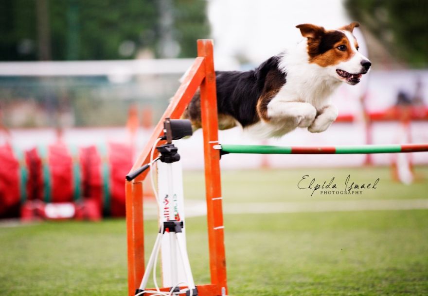 Dog Agility On Stunning Photos By Greek Photographer Elpida Ismael