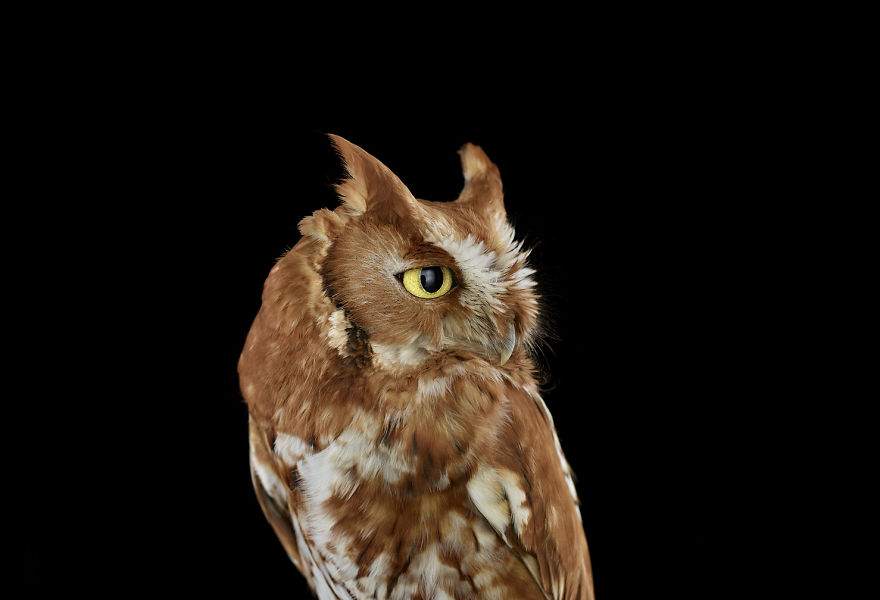 Keepers Of Wisdom: I Explore The Mystical Beauty Of Owls