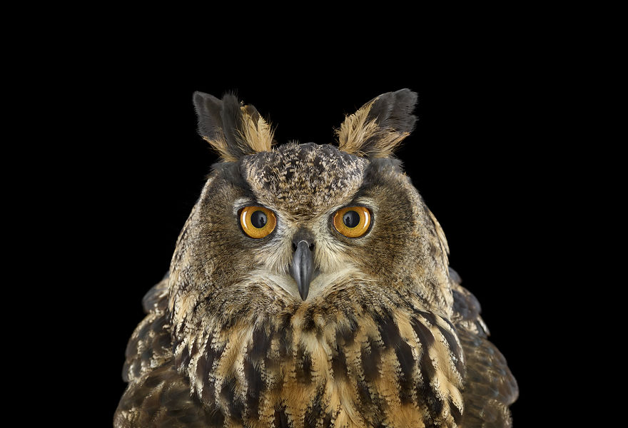 Keepers Of Wisdom: I Explore The Mystical Beauty Of Owls