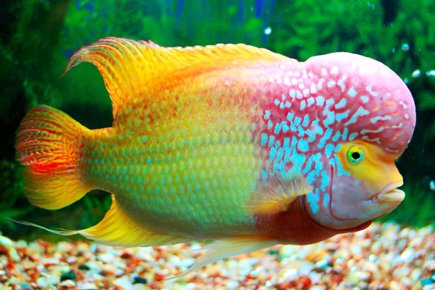 10 Incredibly Colorful Freshwater Aquarium Fishes