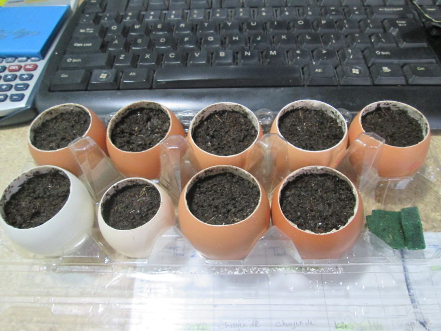 Garden With Eggs