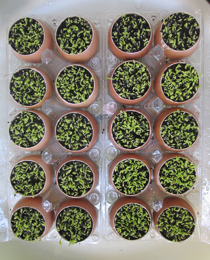 Garden With Eggs