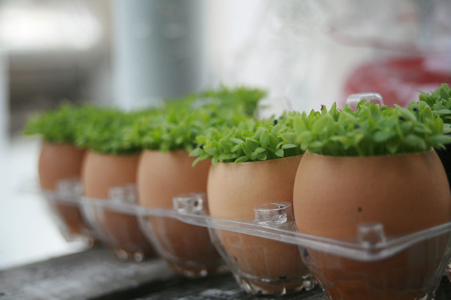 Garden With Eggs