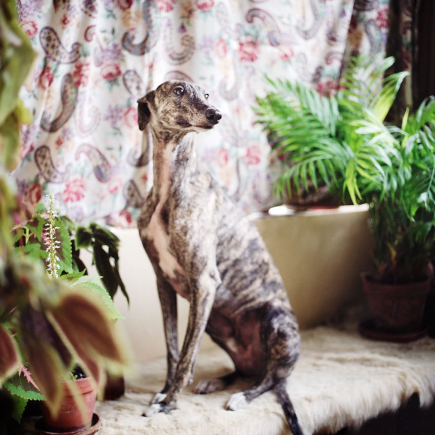 I Photograph Greyhounds Rescued From Horrible Masters Who Tortured Them For Poor Hunting Performance