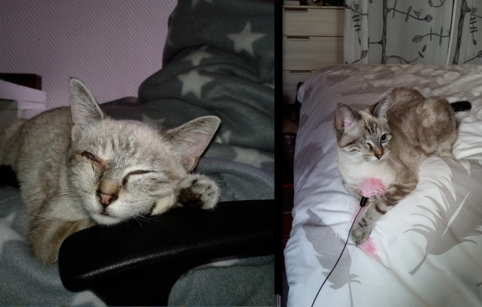 Gaïa Just After We Took Her From A Rescue Centre Suffering A Cat Disease And Then 6 Month Later