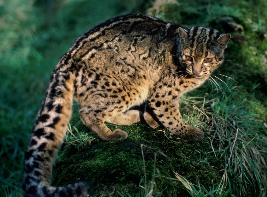 Cats That Are Disappearing From The Wild