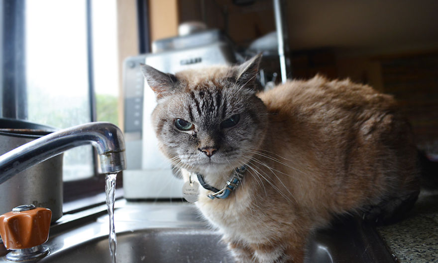 Guys Cat Will Only Drink From The Kitchen Sink