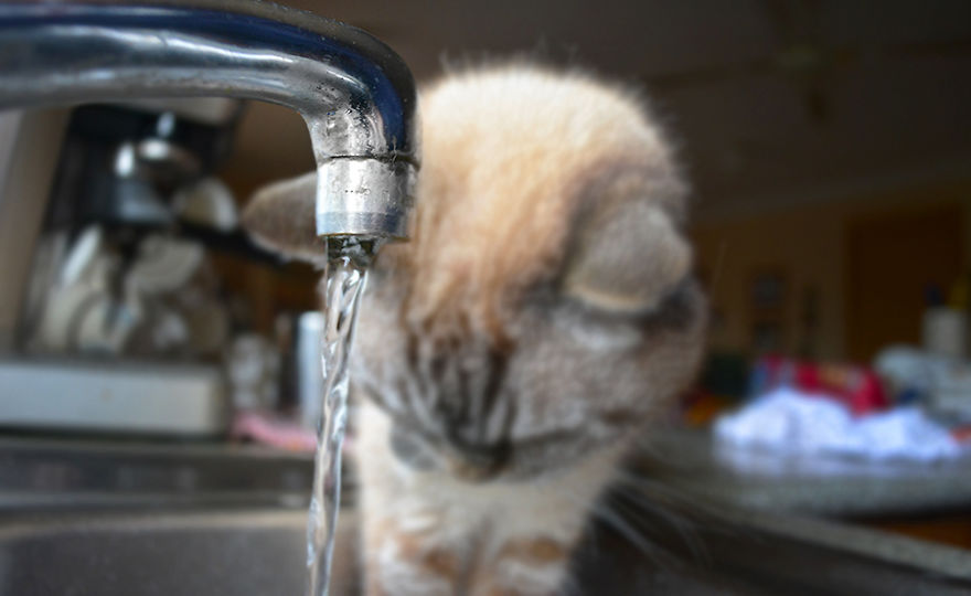 Guys Cat Will Only Drink From The Kitchen Sink