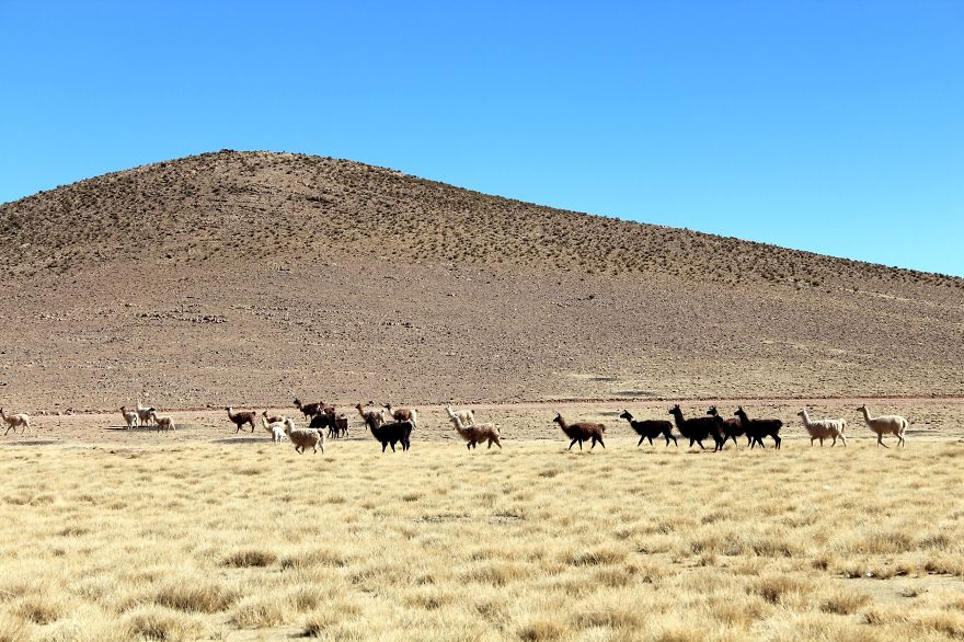 Postcards From The Bolivian Salt Flats Tour