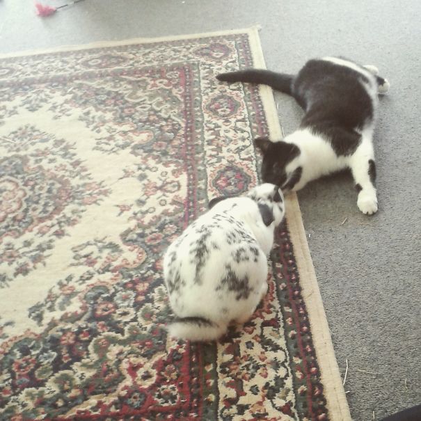 Kitty And Bunbuns Sharing A Kiss