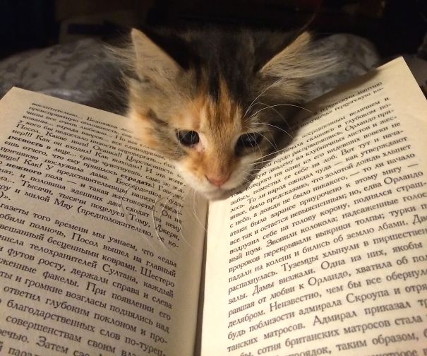 Reading Virginia Woolf