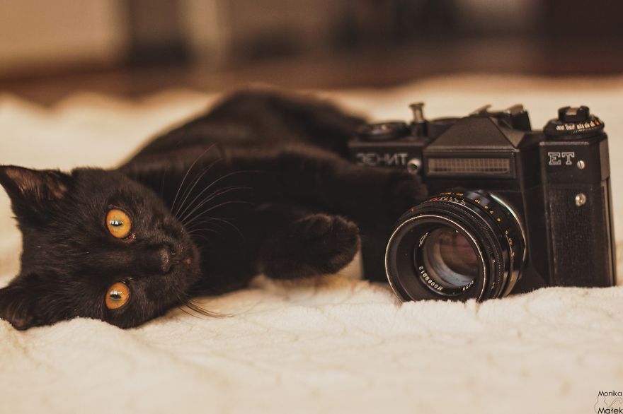 Catography With My Furry Friends