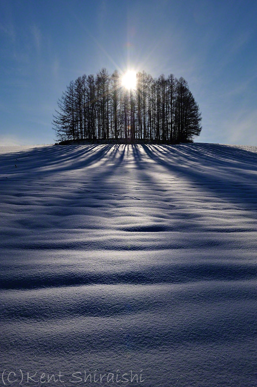 Include The Sun - Hokkaido's Trees And Hill.