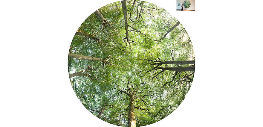 Interact With These Large-scale Images Of Forests &amp; Woodlands Like Never Before.