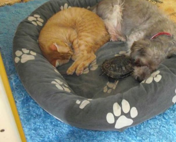 My Cat,dog And Turtle Are Having A Lovely Nap