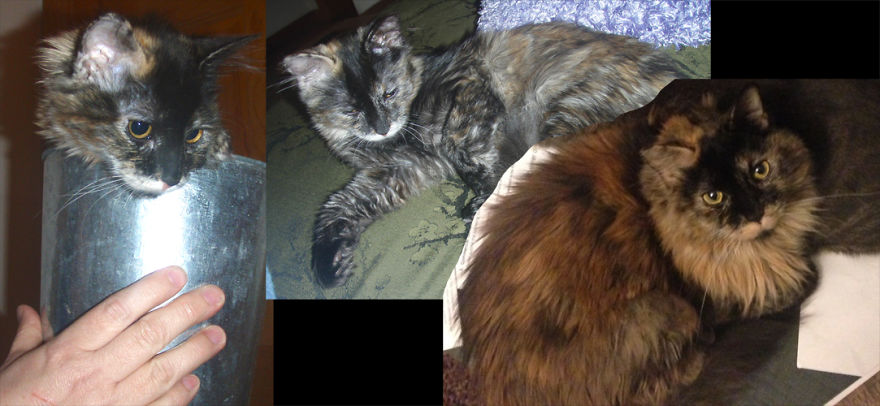 Kaylee, 4mos And 7 Years... Snuggle-loving Lap Fluffle
