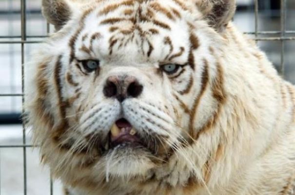 Kenny, The Down-syndrome Tiger
