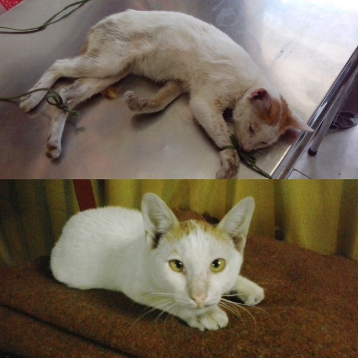 Naiver Was Found Abused On The Street. He's Now A Young Healthy Man Ever.