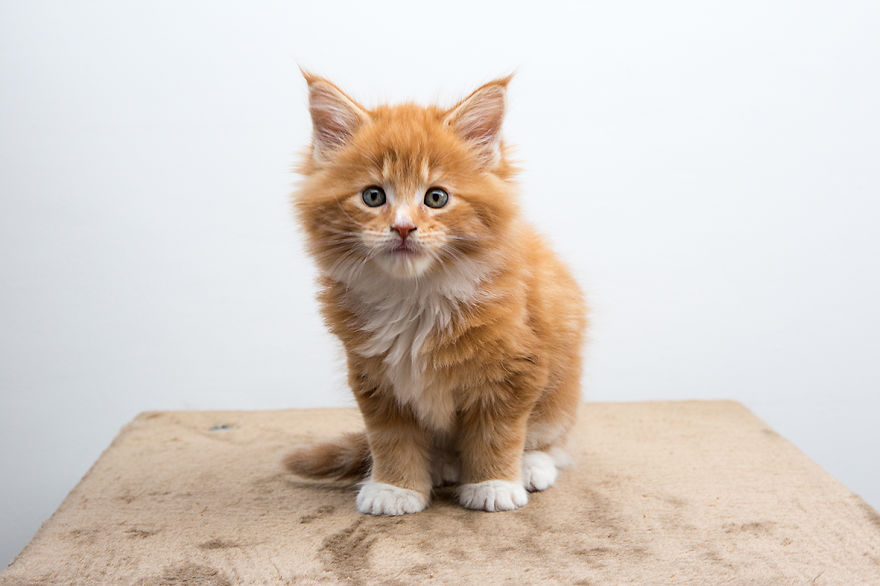 Maine Coon Kittens 7 Weeks Old...