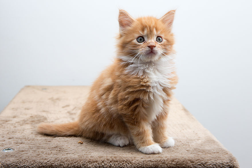 Maine Coon Kittens 7 Weeks Old...